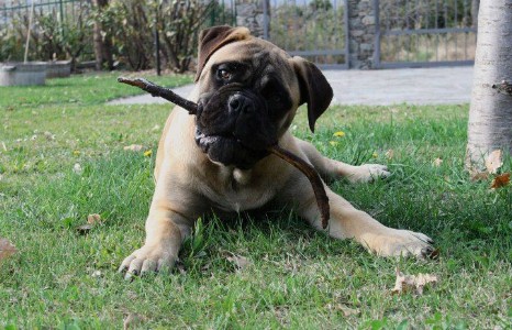 Cuccioli Bullmastiff Nightfallking