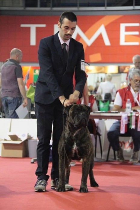 Crufts 2015 - Nightfallking Stop And Stare (Kong) Crufts 2015 - Nightfallking Stop And Stare (Kong)