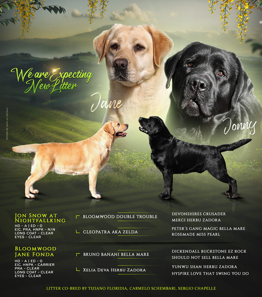 disponibili cuccioli labrador 