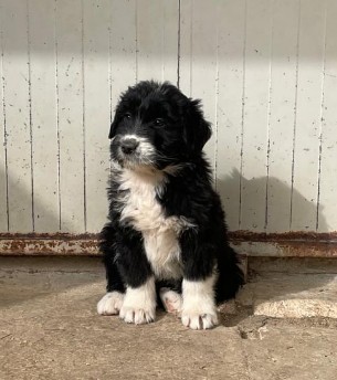 bellissimi cuccioli di spino degli iblei