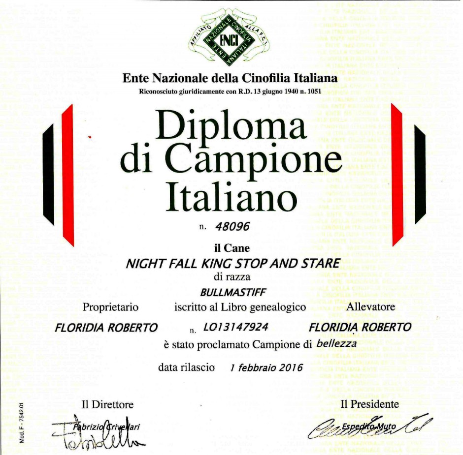 Kong campione italiano di bellezza Nightfallking
