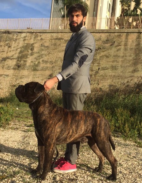Bullmastiff