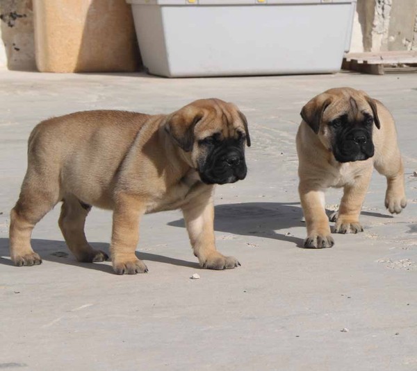 Bullmastiff Kennel NighFallKing photo gallery Bullmastiffs