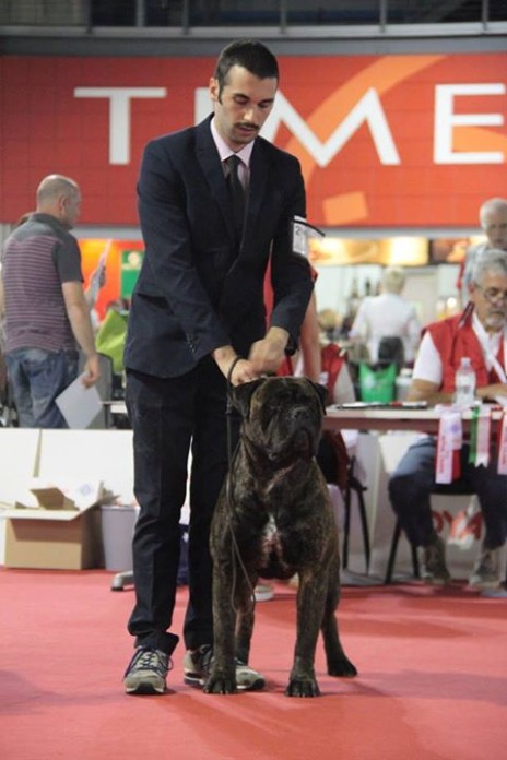 Crufts 2015 - Nightfallking Stop And Stare (Kong)