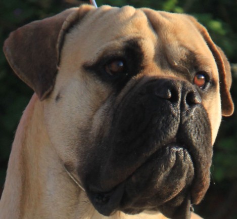 Ardhub bullmastiffs deals