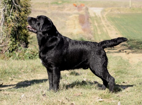 labrador nero 