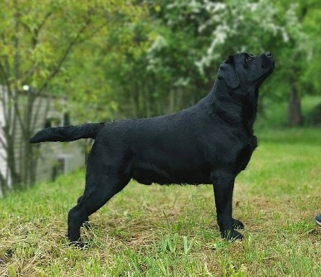 labrador nero
