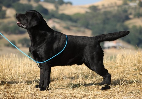labrador nero