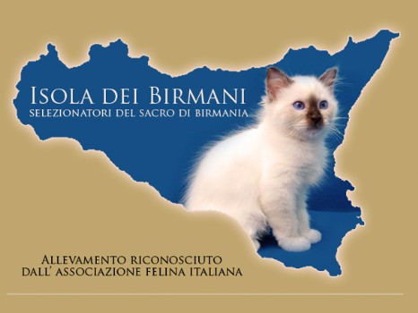 Allevamento Gatto sacro di birmania Isola dei Birmani