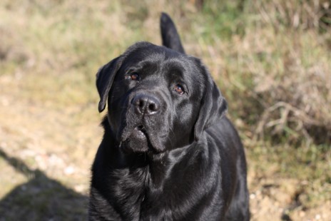 testa labrador nero